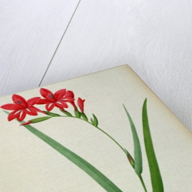 Gladiolus Cardinalis, from `Les Liliacees', 1805 by Pierre-Joseph Redouté