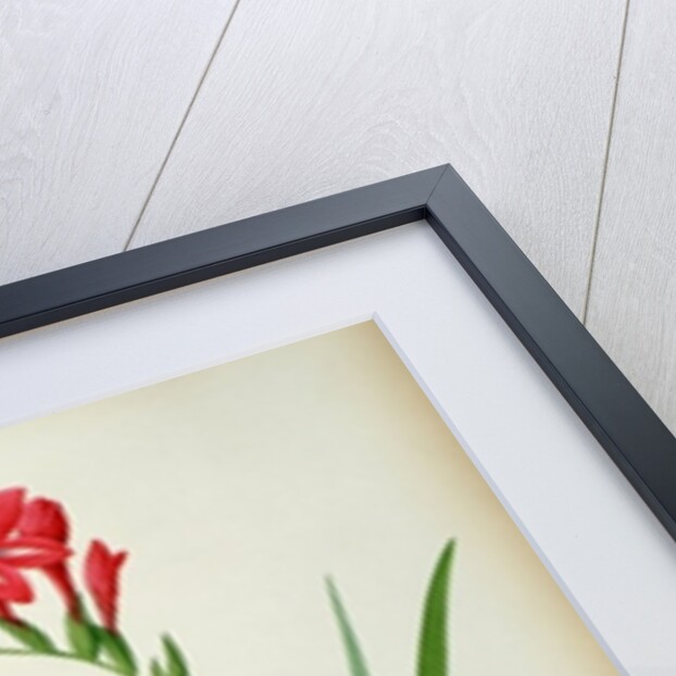 Gladiolus Cardinalis, from `Les Liliacees', 1805 by Pierre-Joseph Redouté