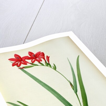 Gladiolus Cardinalis, from `Les Liliacees', 1805 by Pierre-Joseph Redouté