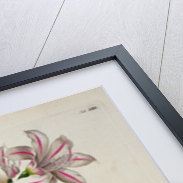 Lilio-Narcissus, Africanus by Pierre-Joseph Redouté