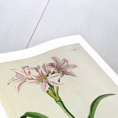 Lilio-Narcissus, Africanus by Pierre-Joseph Redouté