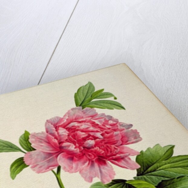 Paeonia Moutan, c.1799 by Pierre Joseph Redouté