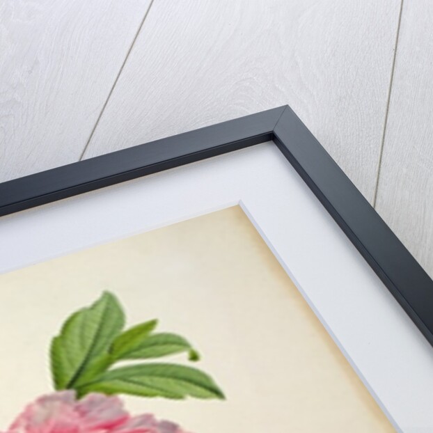 Paeonia Moutan, c.1799 by Pierre Joseph Redouté