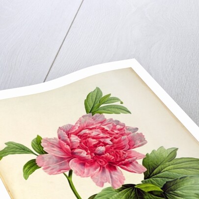Paeonia Moutan, c.1799 by Pierre Joseph Redouté