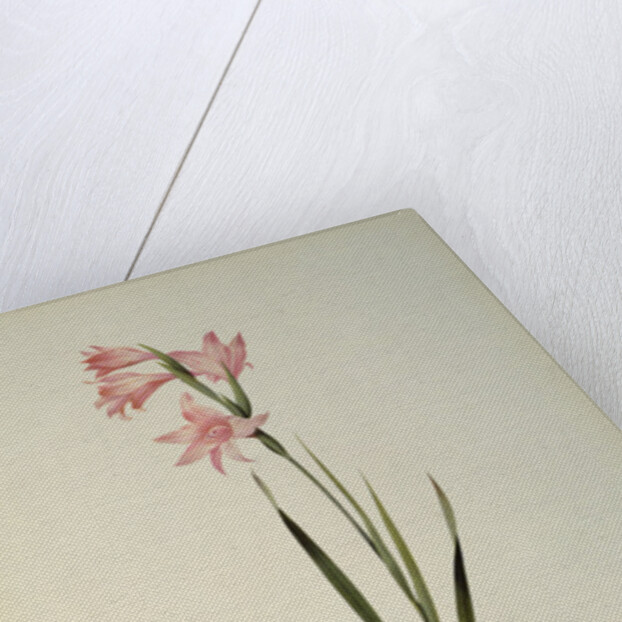 Gladiolus Carneus by Pierre Joseph Redouté