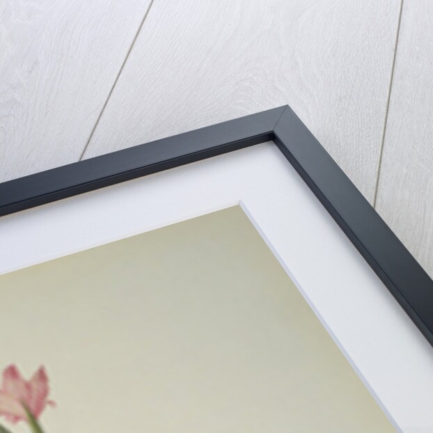 Gladiolus Carneus by Pierre Joseph Redouté