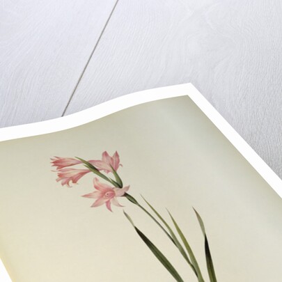 Gladiolus Carneus by Pierre Joseph Redouté