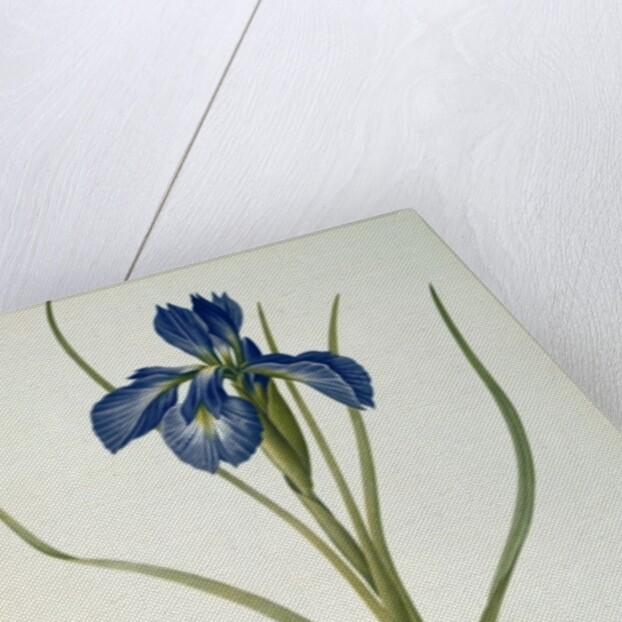 Iris Xyphioides by Pierre-Joseph Redouté