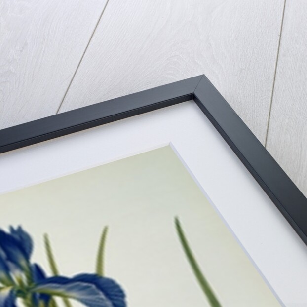 Iris Xyphioides by Pierre-Joseph Redouté