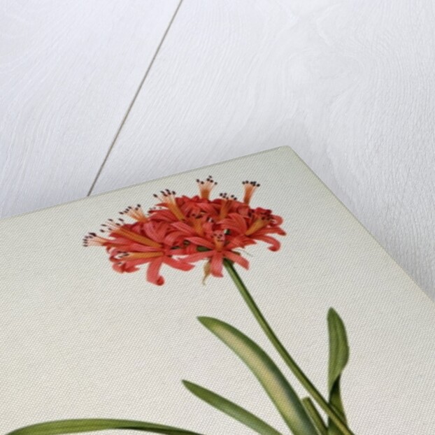 Amaryllis Curvifolia, 1809 by Pierre Joseph Redouté