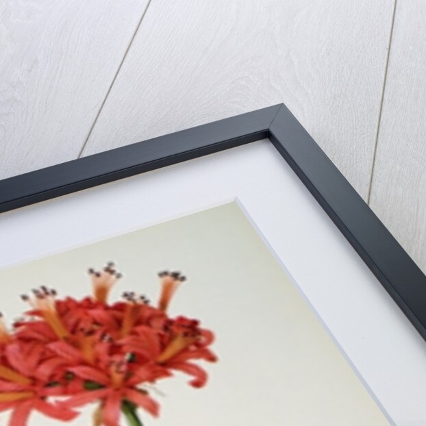 Amaryllis Curvifolia, 1809 by Pierre Joseph Redouté