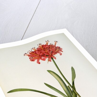 Amaryllis Curvifolia, 1809 by Pierre Joseph Redouté