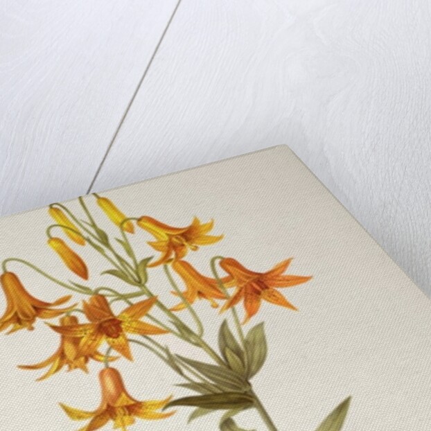 Lilium Penduliflorum by Pierre Joseph Redouté