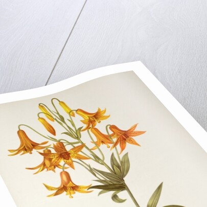 Lilium Penduliflorum by Pierre Joseph Redouté
