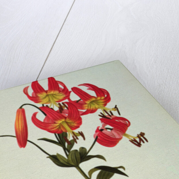 Lilium Superbum by Pierre Joseph Redouté