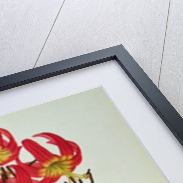 Lilium Superbum by Pierre Joseph Redouté