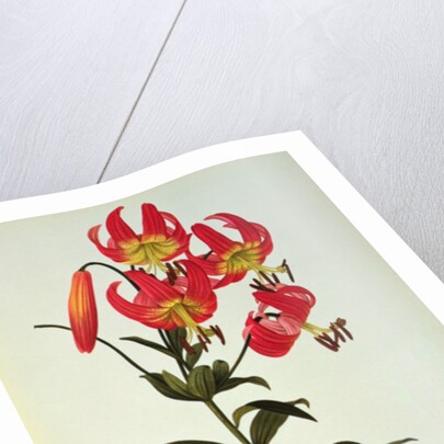 Lilium Superbum by Pierre Joseph Redouté