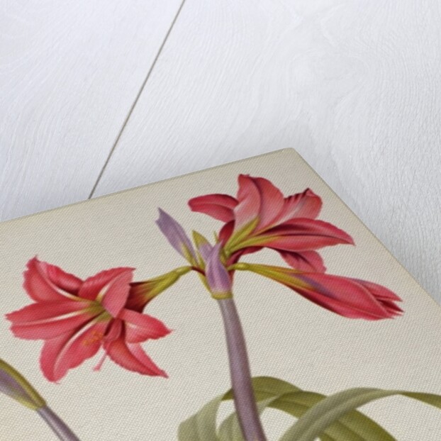 Amaryllis Brasiliensis by Pierre Joseph Redouté