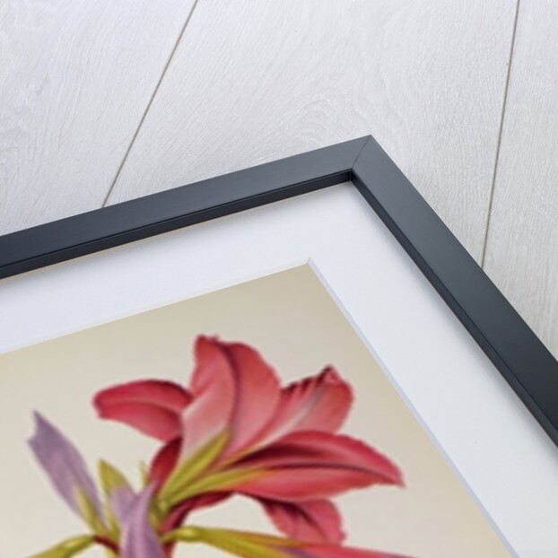 Amaryllis Brasiliensis by Pierre Joseph Redouté