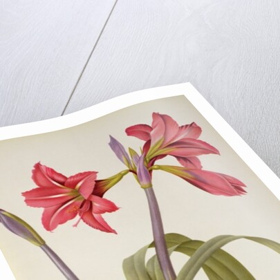 Amaryllis Brasiliensis by Pierre Joseph Redouté