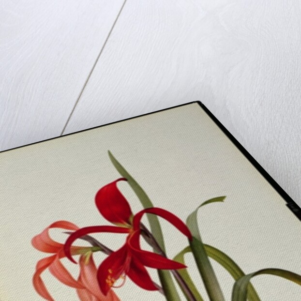 Amaryllis Formosissima, 1808 by Pierre-Joseph Redouté