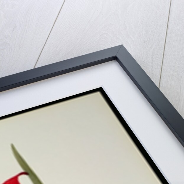 Amaryllis Formosissima, 1808 by Pierre-Joseph Redouté