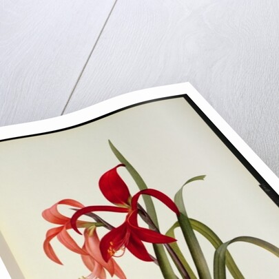 Amaryllis Formosissima, 1808 by Pierre-Joseph Redouté