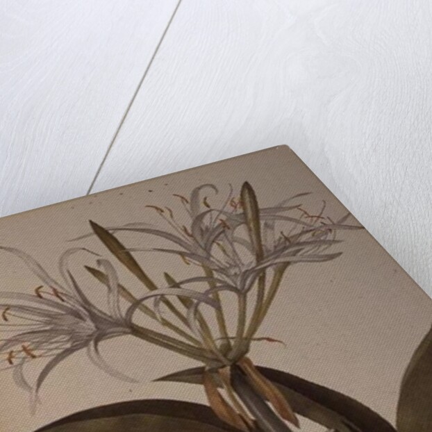 Pancratium speciosum by Pierre Joseph Redoute