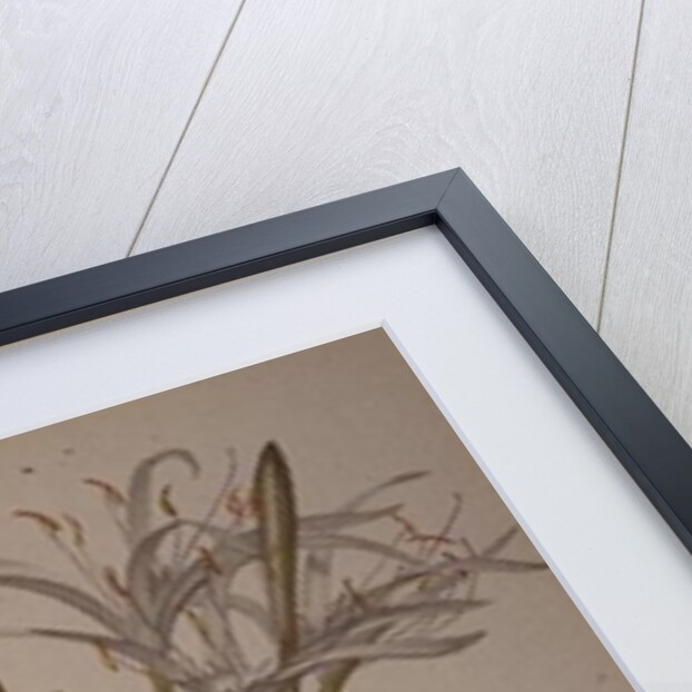 Pancratium speciosum by Pierre Joseph Redoute