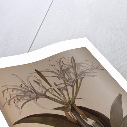 Pancratium speciosum by Pierre Joseph Redoute