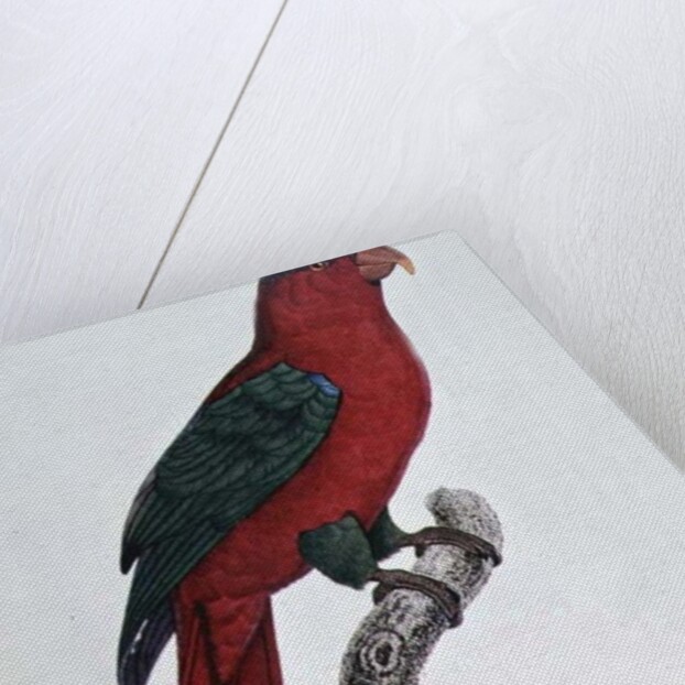 Parrot: Lory or Collared by Jacques Barraband