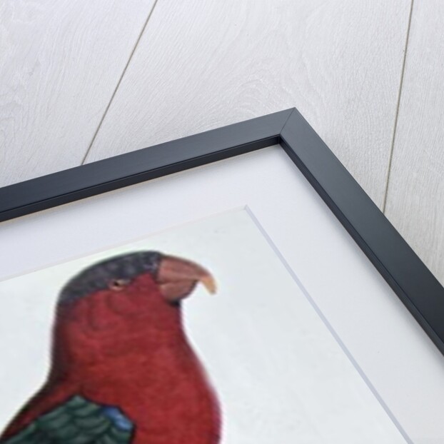 Parrot: Lory or Collared by Jacques Barraband