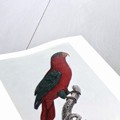 Parrot: Lory or Collared by Jacques Barraband