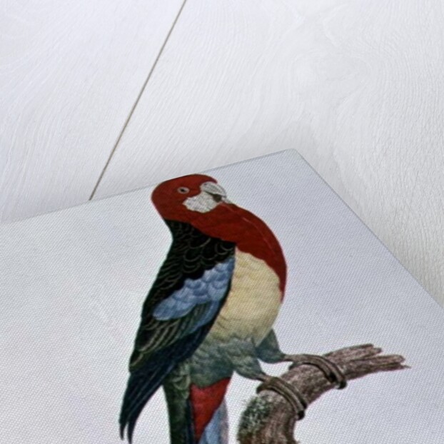 Omnicoloured Parakeet by Jacques Barraband