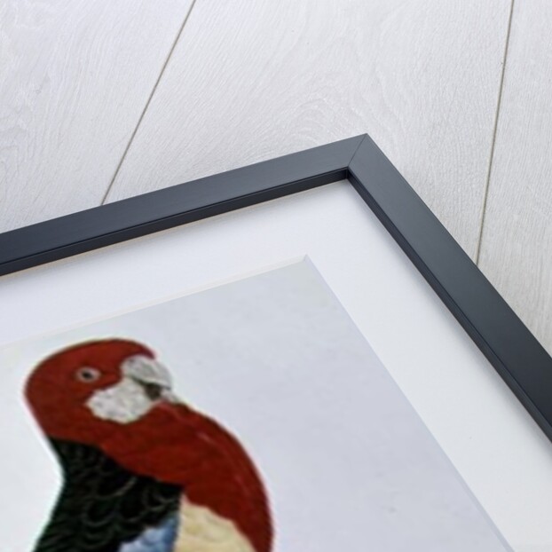 Omnicoloured Parakeet by Jacques Barraband