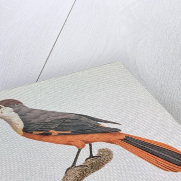 Orange Jay by Jacques Barraband