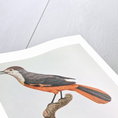 Orange Jay by Jacques Barraband