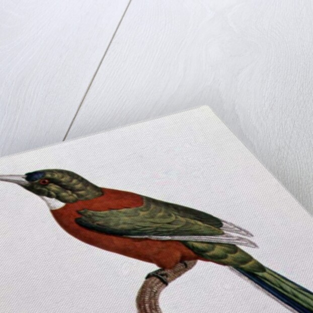 Great Jacamar by Jacques (after) Barraband