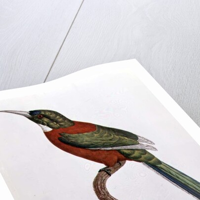 Great Jacamar by Jacques (after) Barraband