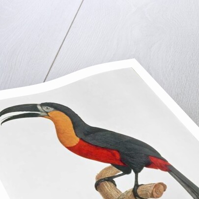 Toucan: Great Red-Bellied by Jacques Barraband by Jacques Barraband