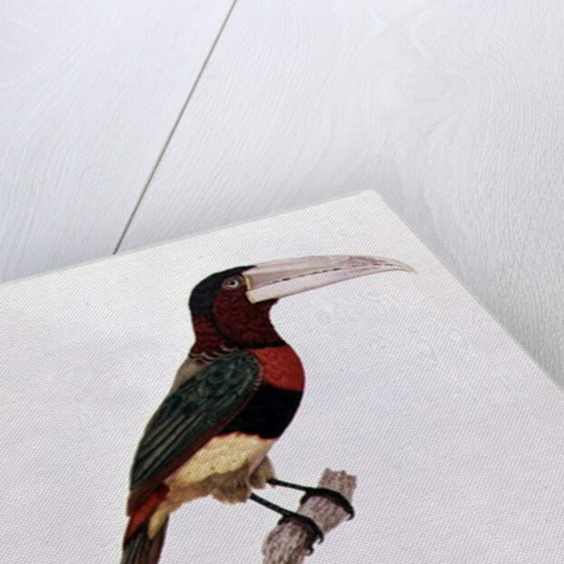 Azara Aracari by Jacques Barraband