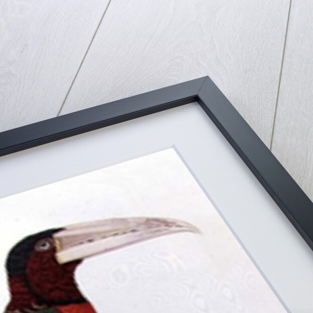 Azara Aracari by Jacques Barraband