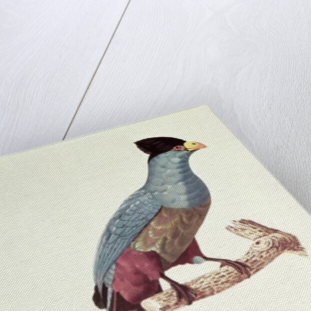 Great Touraco by Jacques Barraband