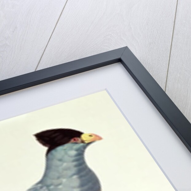 Great Touraco by Jacques Barraband