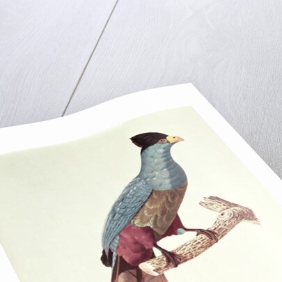 Great Touraco by Jacques Barraband