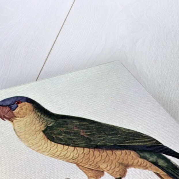 Blue-Capped Parrot by Jacques Barraband by Jacques Barraband