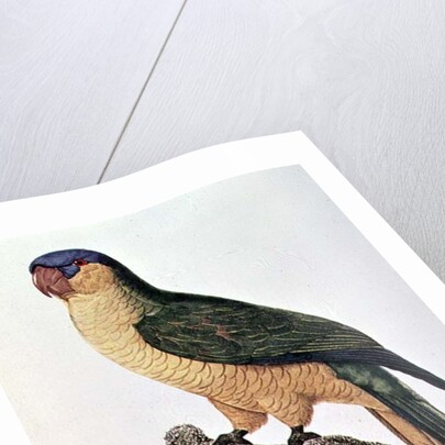 Blue-Capped Parrot by Jacques Barraband by Jacques Barraband