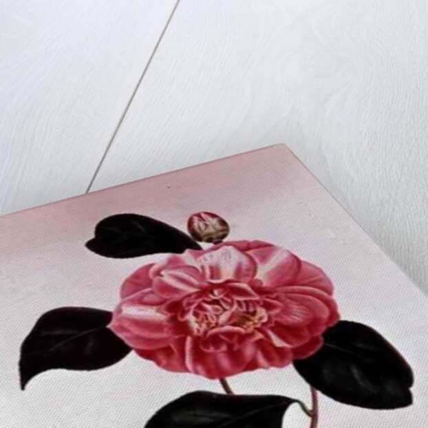 Camellia: Dorsetti Parthoniana by Anonymous