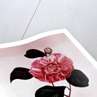 Camellia: Dorsetti Parthoniana by Anonymous