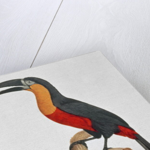 Giant Touraco by Jacques Barraband